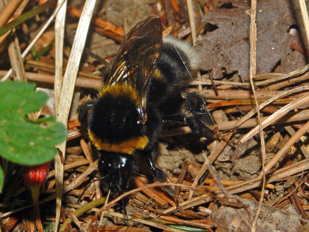 Un Bombus sconosciuto da determinare